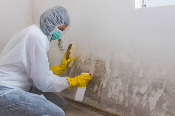 Forensic Mold Investigation in Gainesville, GA